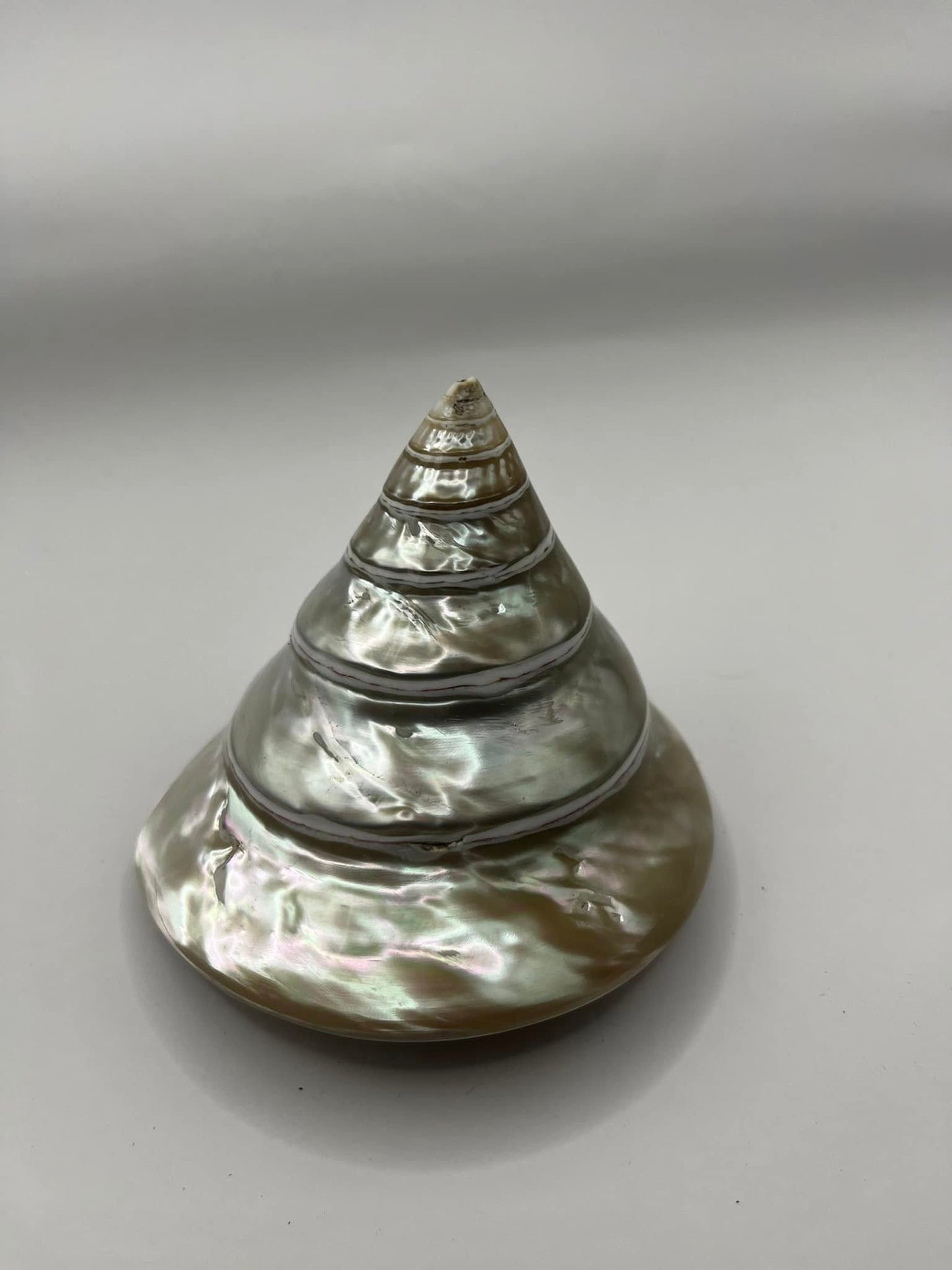 Eco-Friendly Pyramid Snail Shell Hand Polish Decor – Stylish Home Accent