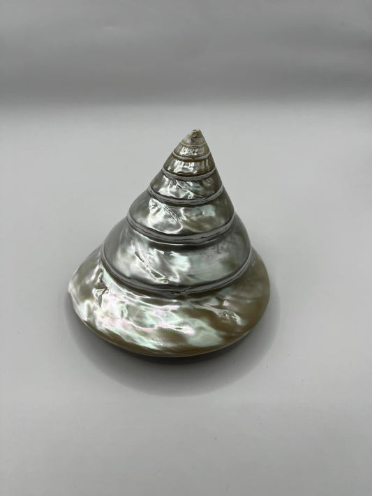 Eco-Friendly Pyramid Snail Shell Hand Polish Decor – Stylish Home Accent