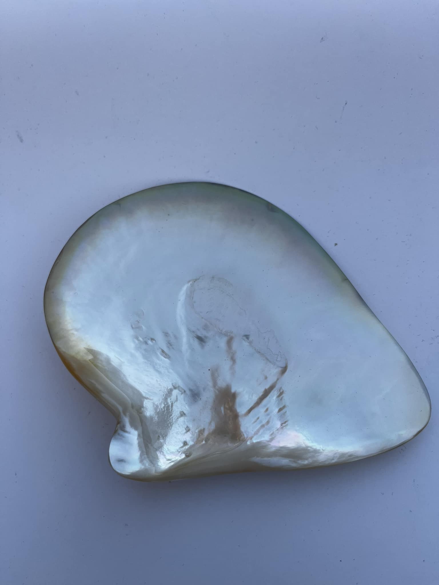 Hand-Polished Freshwater Oyster Shell, 13 cm – Gold Shining Decorative Shell