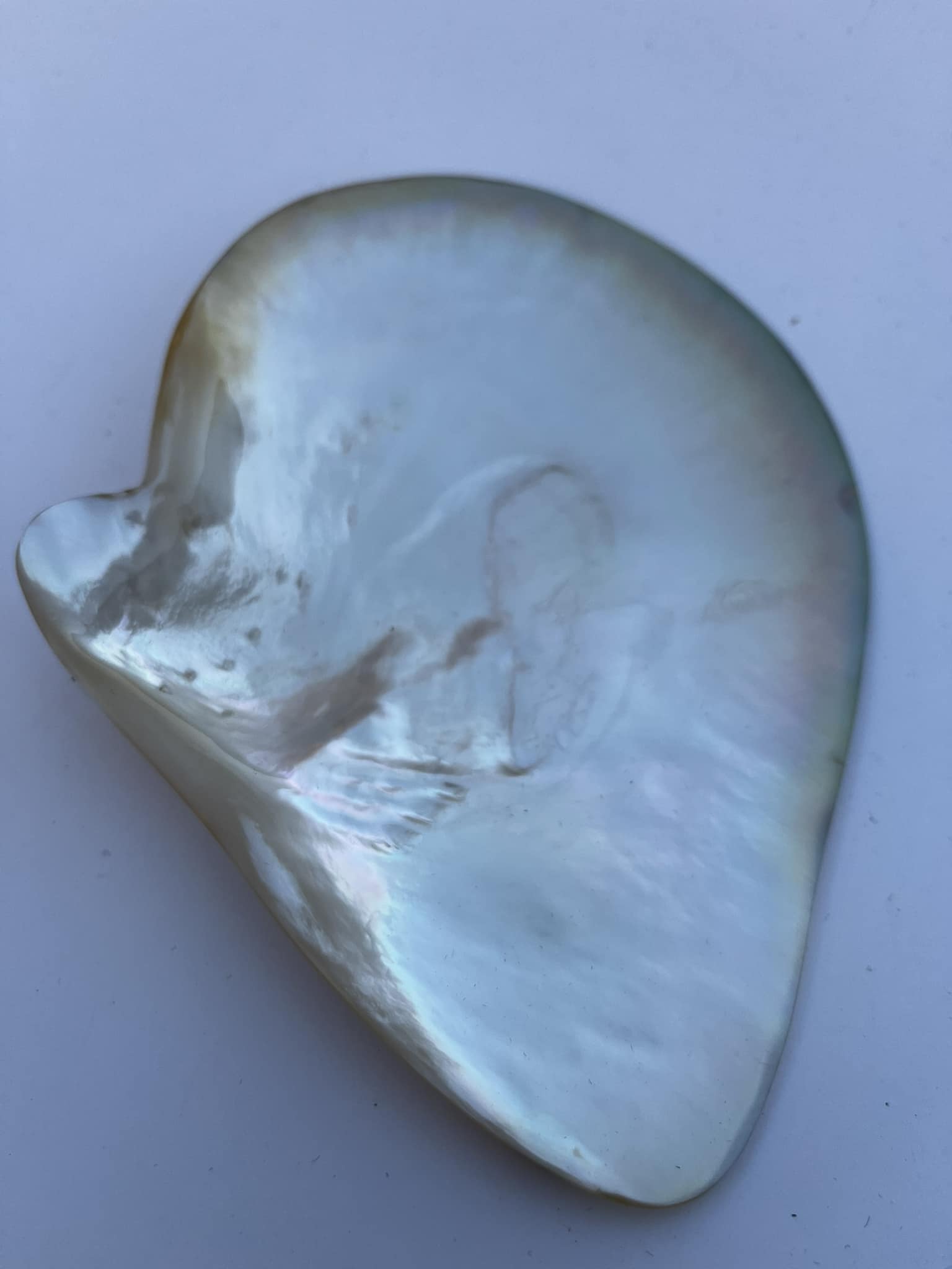 Hand-Polished Freshwater Oyster Shell, 13 cm – Gold Shining Decorative Shell