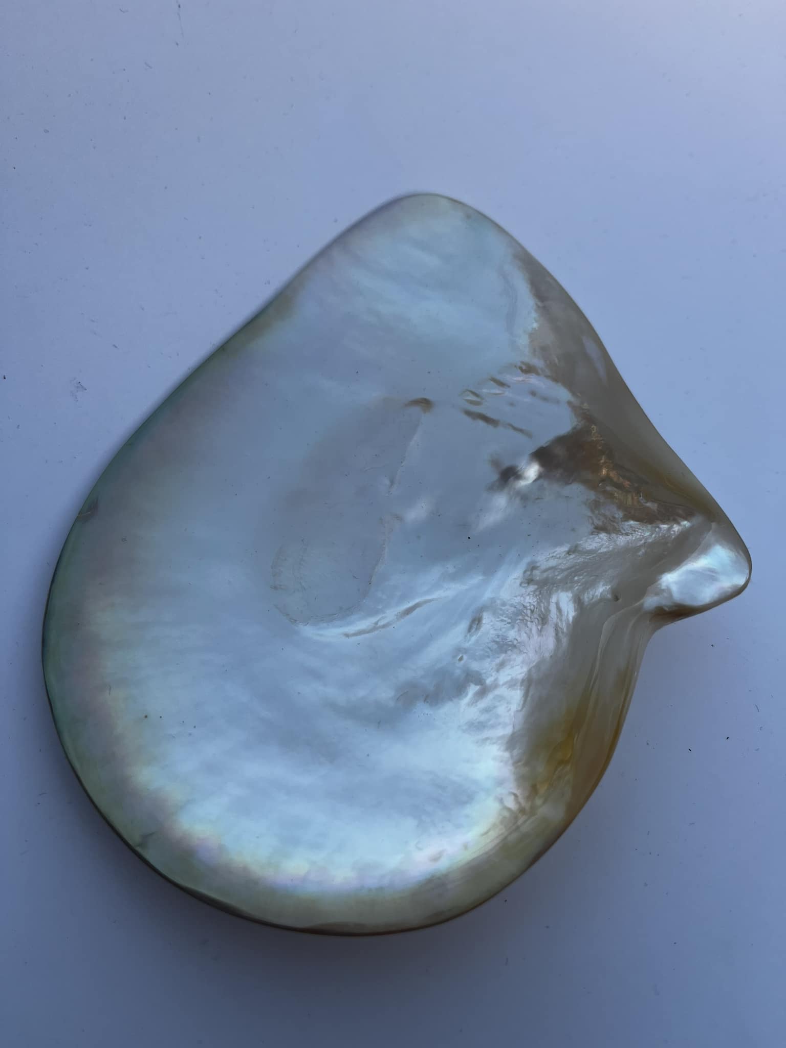 Hand-Polished Freshwater Oyster Shell, 13 cm – Gold Shining Decorative Shell