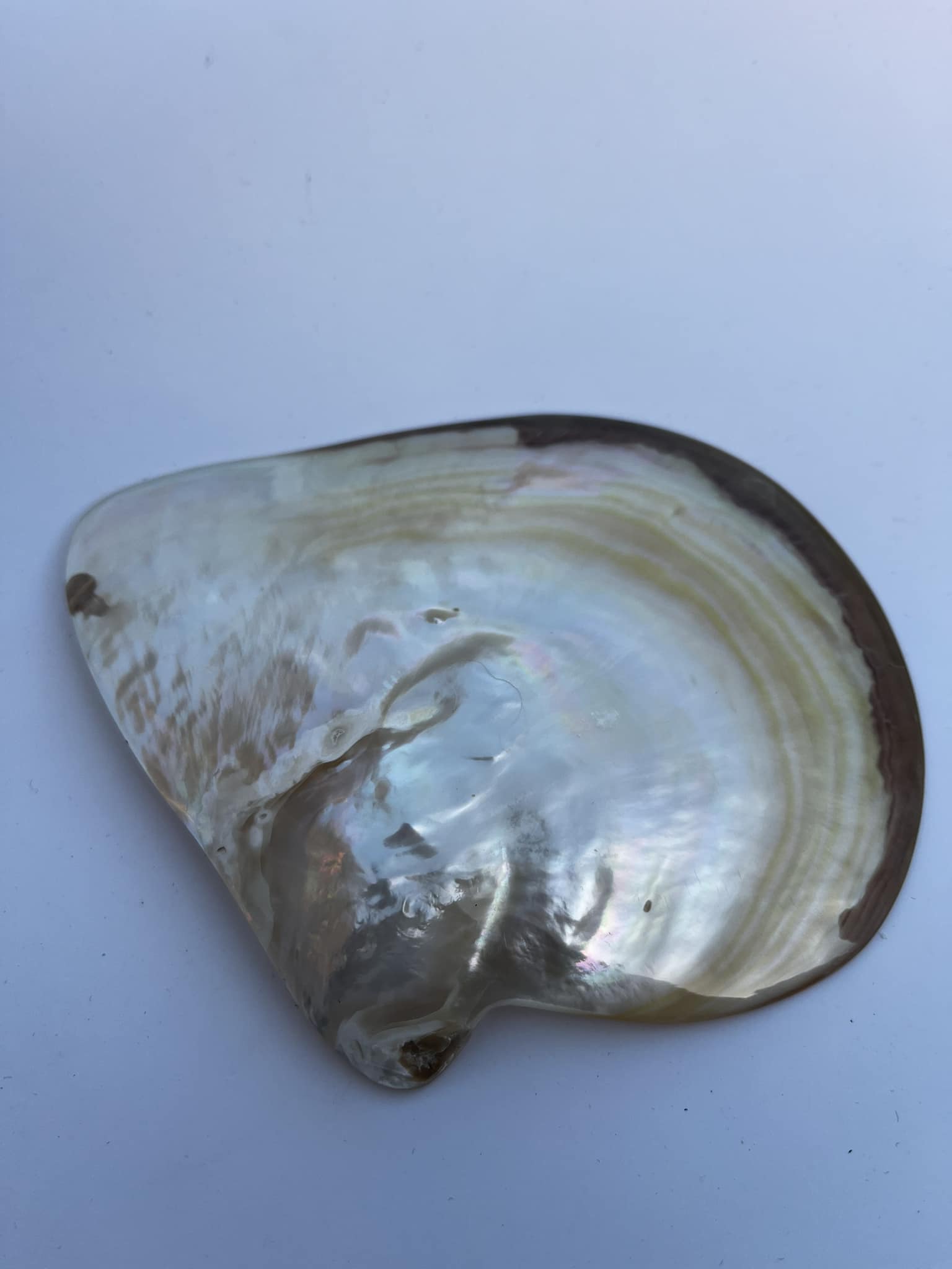 Hand-Polished Freshwater Oyster Shell, 13 cm – Gold Shining Decorative Shell