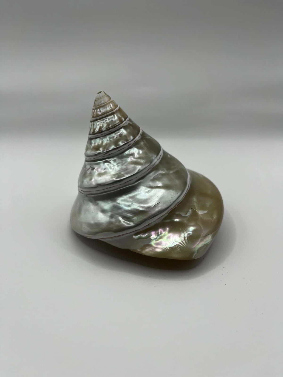 Eco-Friendly Pyramid Snail Shell Hand Polish Decor – Stylish Home Accent