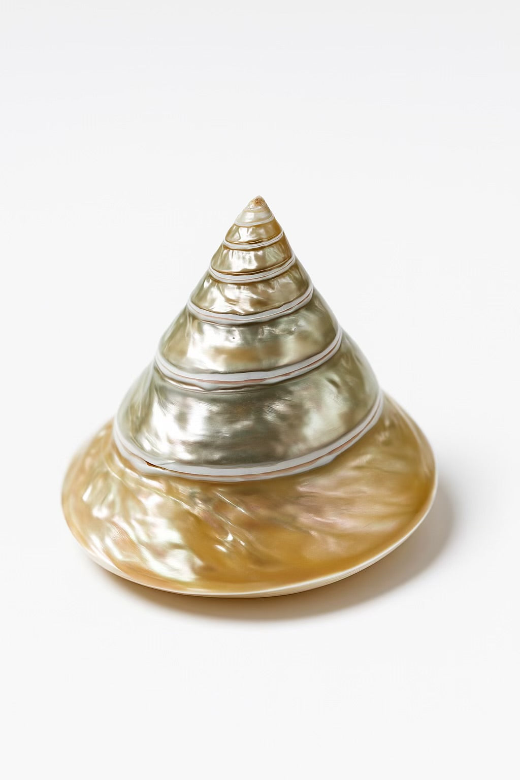 Eco-Friendly Pyramid Snail Shell Hand Polish Decor – Stylish Home Accent