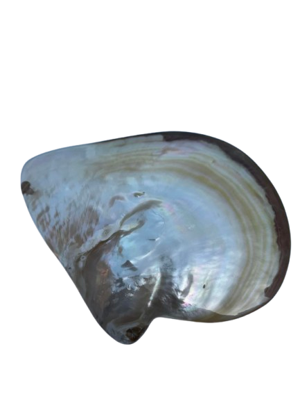 Gold Oyster Shell Trinket Dish Hand Polished 13cm Jewellery Ring Holder Decor